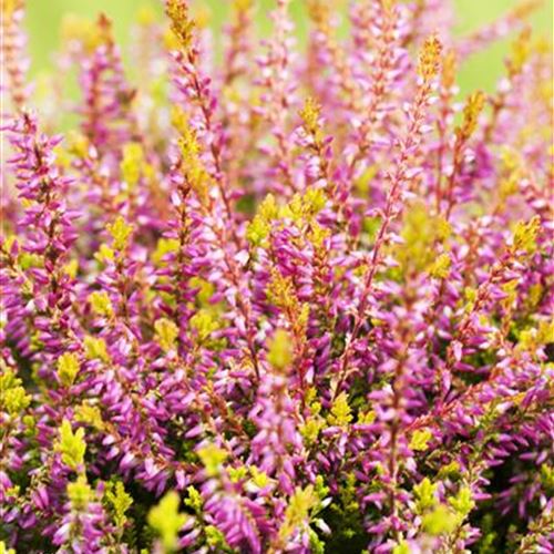 Calluna 'Bonita' (S)