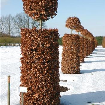 FSY_Torwaechter_4xv_Hoe250-275+_OH_71_03_02_10_33182.jpg