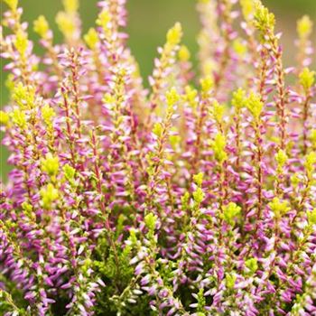 Calluna vulgaris Gardengirls® 'Bonita'