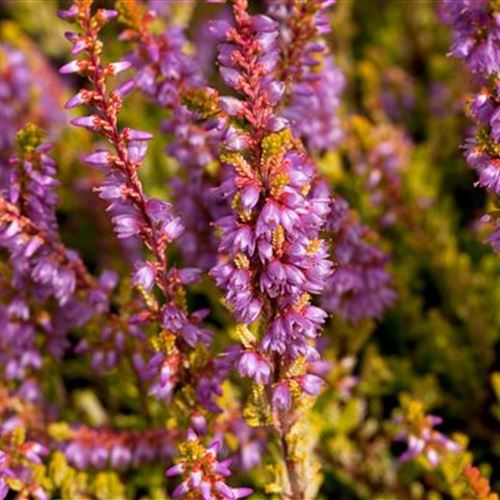 Calluna 'Boskoop'