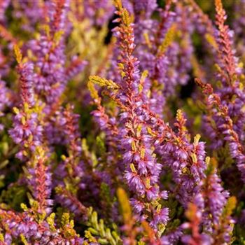 Calluna vulgaris 'Boskoop'