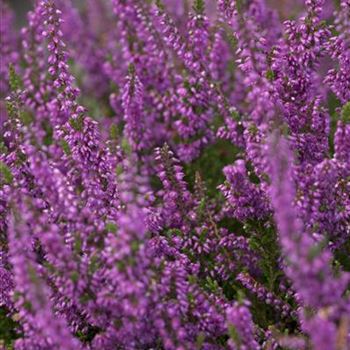 Calluna vulgaris 'Carmen'