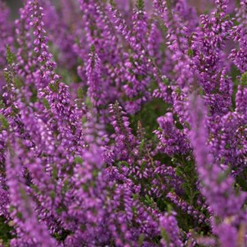 Calluna 'Carmen'