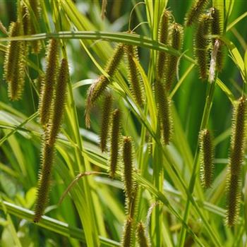 Carex pseudocyperus