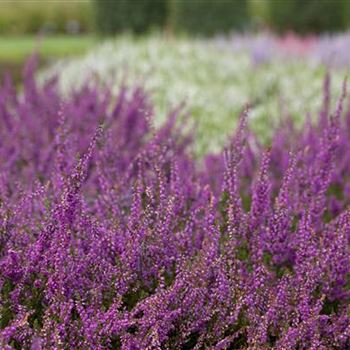 Calluna vulgaris 'Carmen'