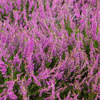 Calluna vulgaris 'Carmen'