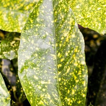 Aucuba japonica 'Variegata'