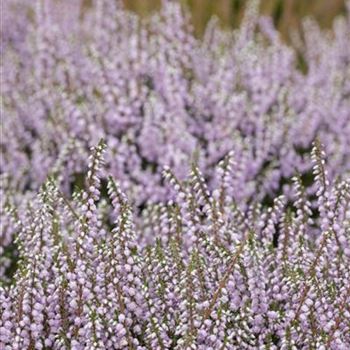 Calluna vulgaris 'County Wicklow'