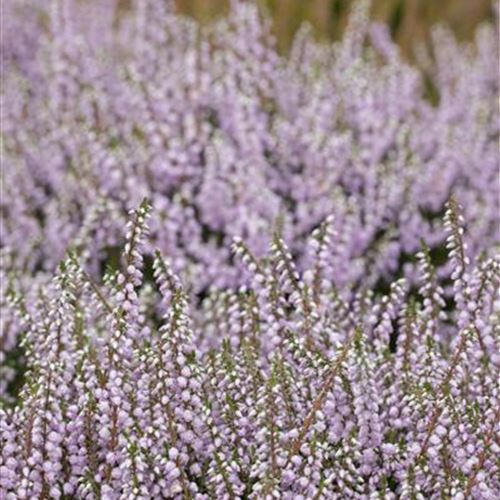 Calluna 'County Wicklow'