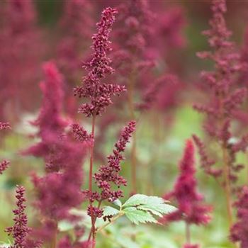 Astilbe x arendsii 'Fanal'