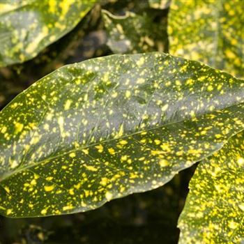 Aucuba japonica 'Variegata'