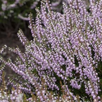 Calluna vulgaris 'County Wicklow'