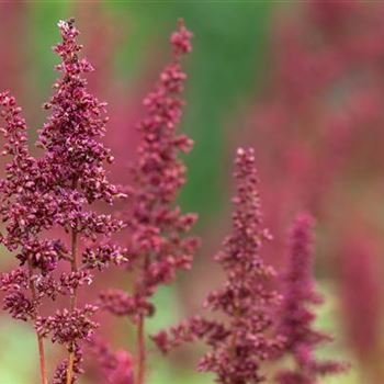 Astilbe x arendsii 'Fanal'