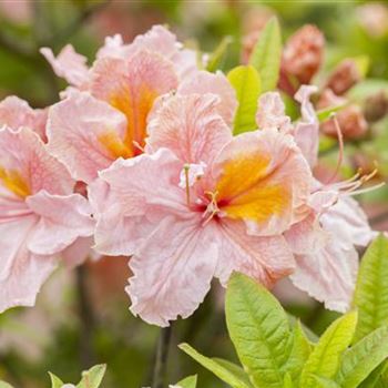 Rhododendron luteum 'Berryrose'