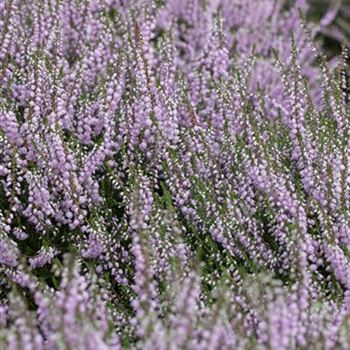 Calluna vulgaris 'County Wicklow'