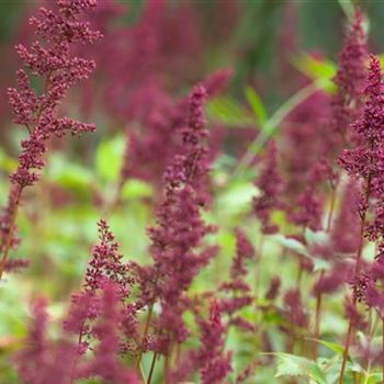 Astilbe x arendsii 'Fanal'