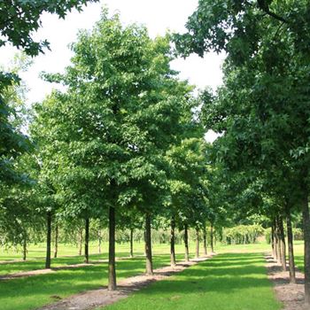 LST_Sol_baum_6xv_300-400x60-70x700-900_R_POL1205_13_08_07_21495.jpg