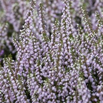 Calluna vulgaris 'County Wicklow'