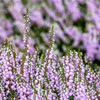 Calluna vulgaris 'County Wicklow'