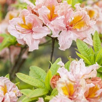 Rhododendron luteum 'Berryrose'