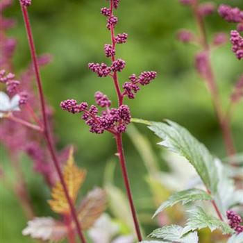 Astilbe x arendsii 'Fanal'