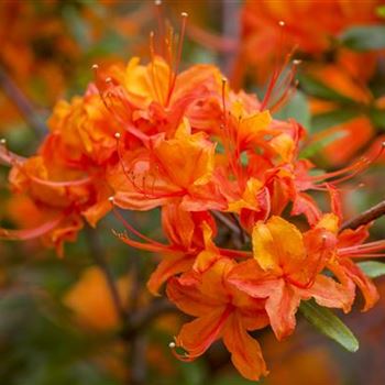 Rhododendron luteum 'Coccinea Speciosa'