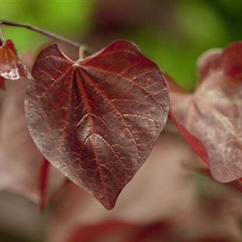 Cercis canadensis 'Forest Pansy'