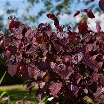 Cercis canadensis 'Forest Pansy'