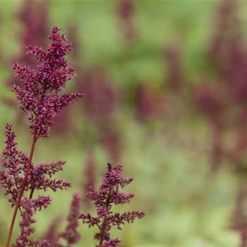 Astilbe x arendsii 'Glut'