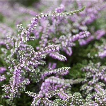 Calluna vulgaris 'Dirry'