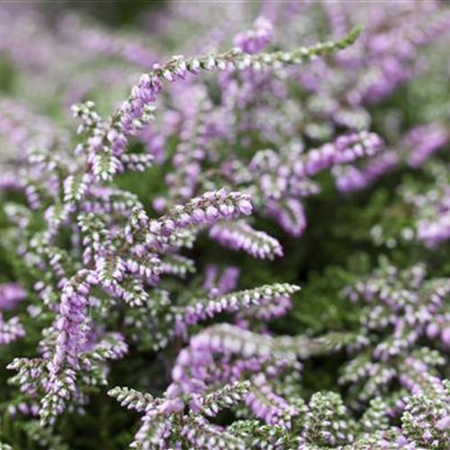 Calluna 'Dirry'