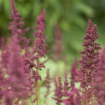 Astilbe x arendsii 'Glut'