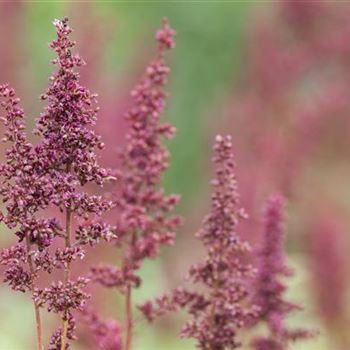 Astilbe x arendsii 'Glut'