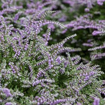 Calluna vulgaris 'Dirry'