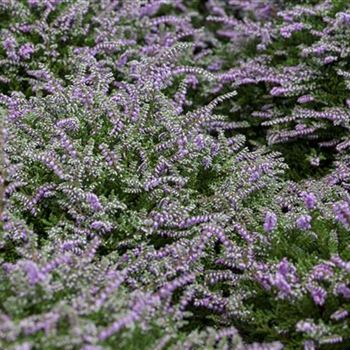 Calluna vulgaris 'Dirry'