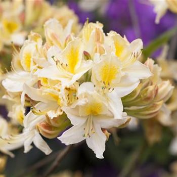 Rhododendron luteum 'Daviesii'