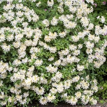 Rhododendron luteum 'Daviesii'