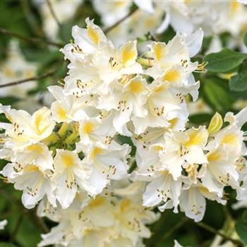 Rhododendron luteum 'Daviesii'