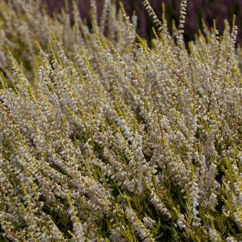 Calluna vulgaris 'Gold Haze'