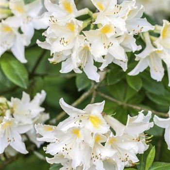 Rhododendron luteum 'Daviesii'