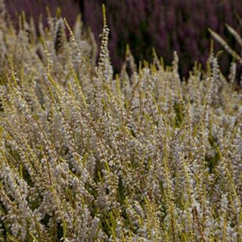 Calluna vulgaris 'Gold Haze'