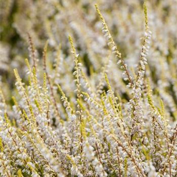 Calluna vulgaris 'Gold Haze'