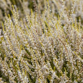 Calluna vulgaris 'Gold Haze'