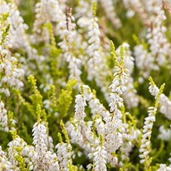 Calluna vulgaris 'Gold Haze'