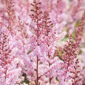 Astilbe chinensis 'Serenade'