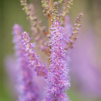 Astilbe chinensis var. pumila