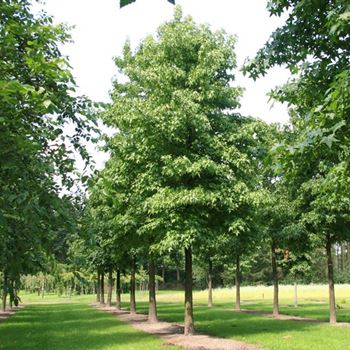 LST_Sol_baum_6xv_300-400x60-70x700-900_R_POL1205_2_13_08_07_21494.jpg