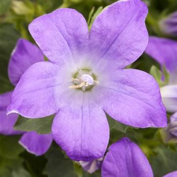 Campanula portenschlagiana