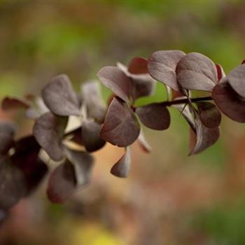 Berberis ottawensis 'Superba'