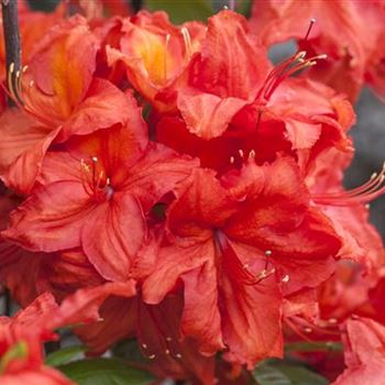 Rhododendron luteum 'Feuerwerk'